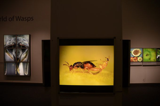 Wasp_exhibition__DSC3504